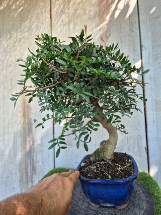 Bonsai Pistacia Lentiscus 12A1