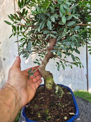 Bonsai Pistacia Lentiscus 12A1