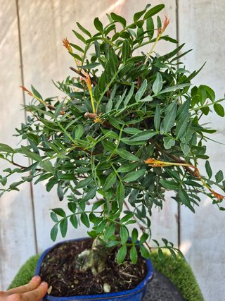 Bonsai Pistacia Lentiscus 12A1