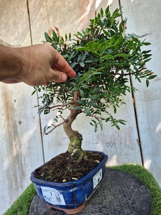 Bonsai Pistacia Lentiscus 12A1