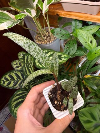 Planta Ledeuboria Leopardo