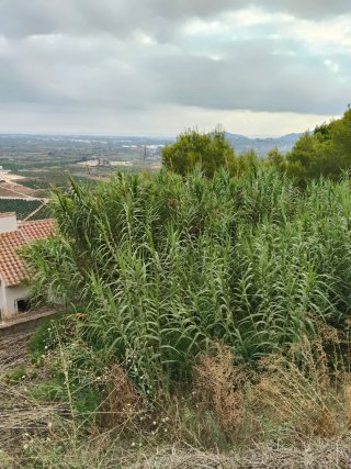 Cañas de bambú para huerto