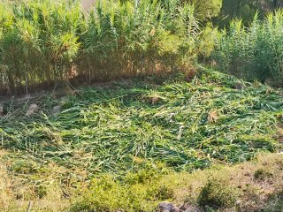 Cañas de bambú para huerto