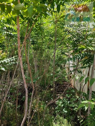 Terreno en venta en Corral de Almaguer