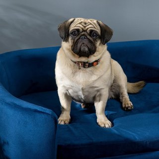 Cama para Perros de Interior, Sofá para Gatos o Perros de Tamaño Pequeño y Mediano Máx. 22.5Kg, en Terciopelo Azul
