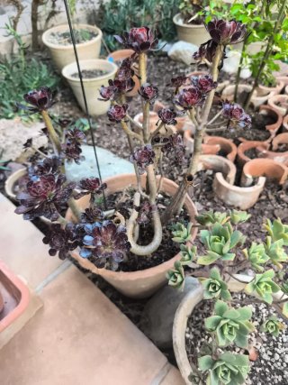 Aeonium rosa negra