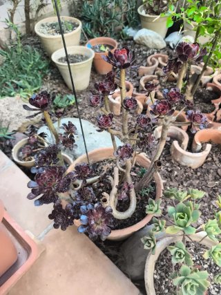 Aeonium rosa negra