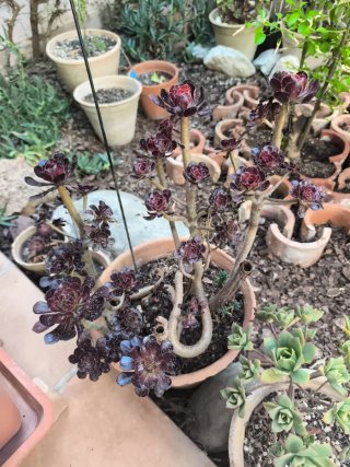 Aeonium rosa negra