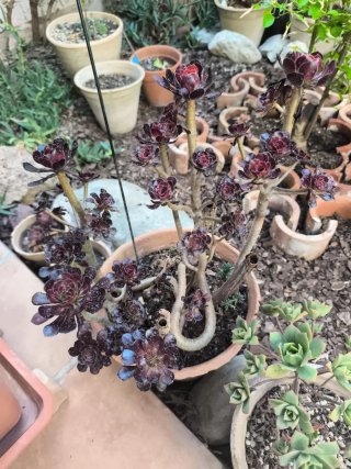 Aeonium rosa negra