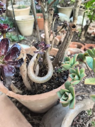 Aeonium rosa negra