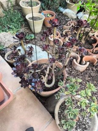 Aeonium rosa negra