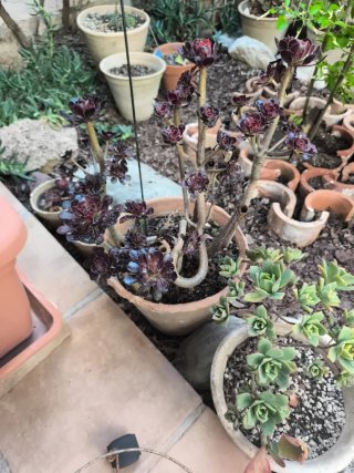 Aeonium rosa negra