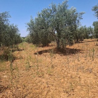 Terreno en venta en Almonte en Almonte