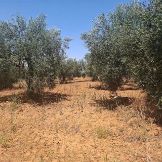 Terreno en venta en Almonte en Almonte