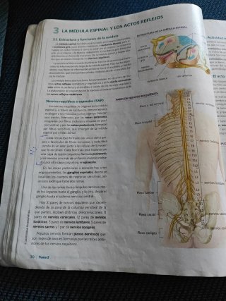 Anatomía aplicada.