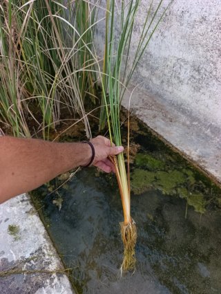 Planta de agua: Junco
