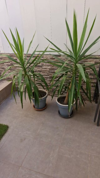 2 Plantas de Yuca en Maceta