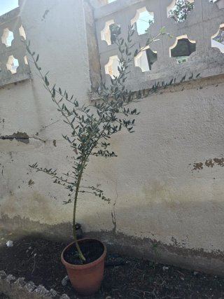 Olivo en maceta