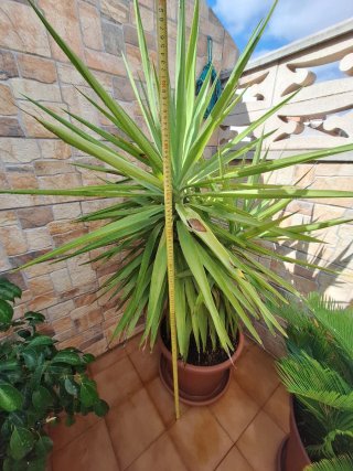 Planta Yuca en Maceta