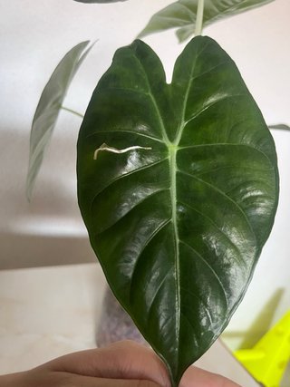 Alocasia Pink Dragon - Varios brotes