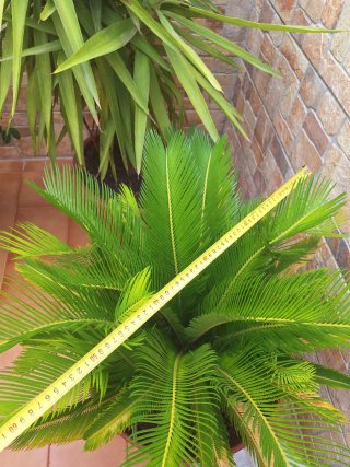 Planta Cyca en maceta grande