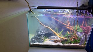 Servicio profesional de aquascaping