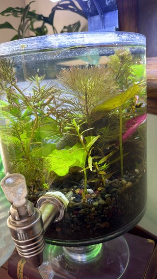 Servicio profesional de aquascaping