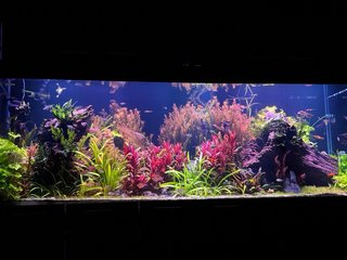 Servicio profesional de aquascaping