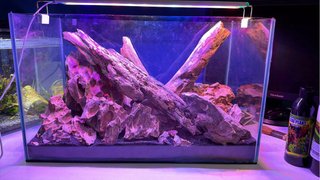 Servicio profesional de aquascaping