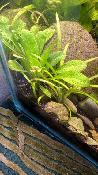 Servicio profesional de aquascaping