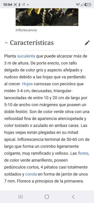 Oreja de elefante en maceta