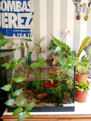 Montaje de acuarios