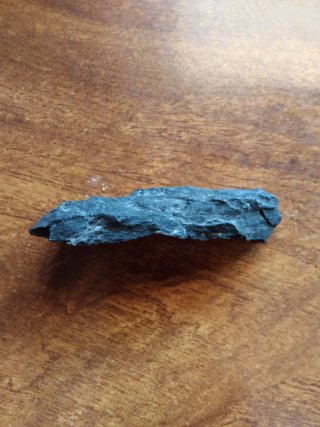 Fósil auténtico Carbonífero superior