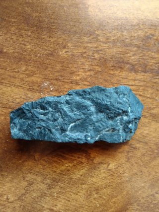 Fósil auténtico Carbonífero superior