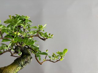 Bonsái Pyracantha coccinea