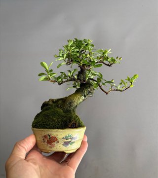 Bonsái Pyracantha coccinea
