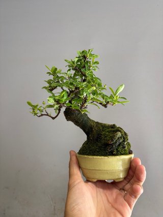 Bonsái Pyracantha coccinea