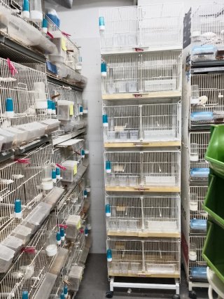 Carro con 5 jaulas para pájaros
