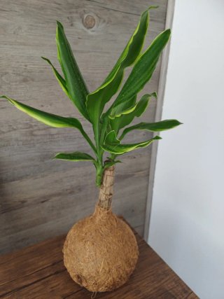 Kokedama Yuca