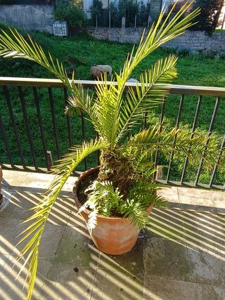 Palmera en maceta de barro