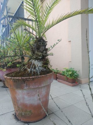 Palmera en maceta de barro