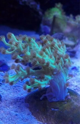 Coral acuario Árbol Kenia verde fluor “artificial”