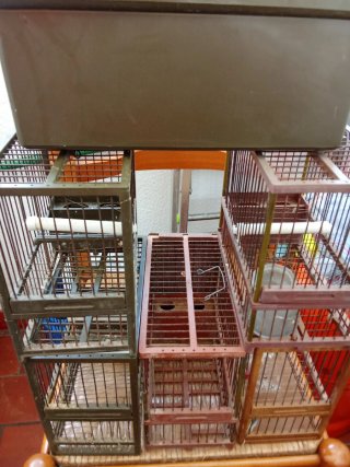 Jaulas casilleros jilguero,todo por 20€