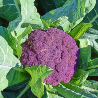 Semillas Coliflor Morada Ecológicas