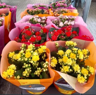 Kalanchoe Mix Color Rose Flowers