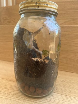 Terrario COMPLETAMENTE MUERTO - EDICIÓN LIMITADA.