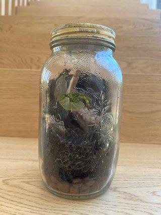 Terrario COMPLETAMENTE MUERTO - EDICIÓN LIMITADA.