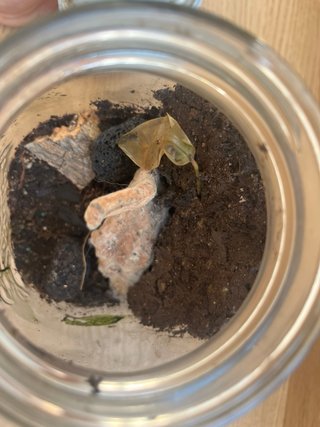 Terrario COMPLETAMENTE MUERTO - EDICIÓN LIMITADA.