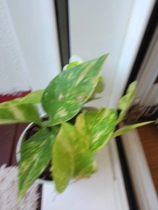 Planta de interiorPotis
