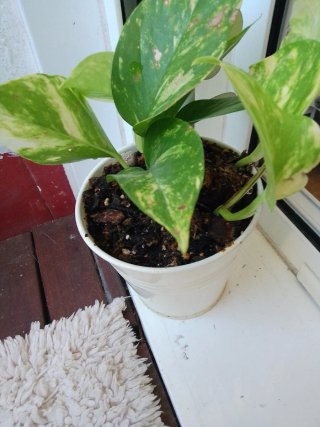 Planta de interiorPotis